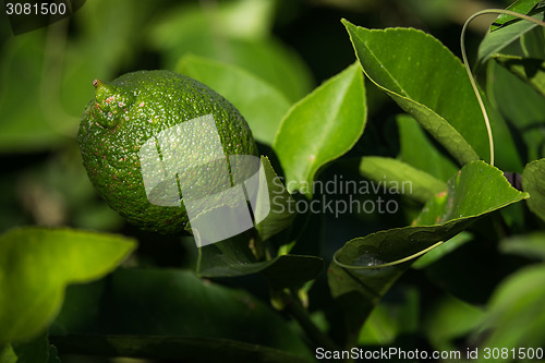 Image of Lemon Tree