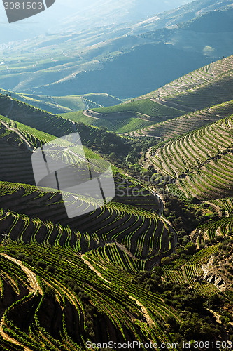 Image of Douro Vineyards by the River