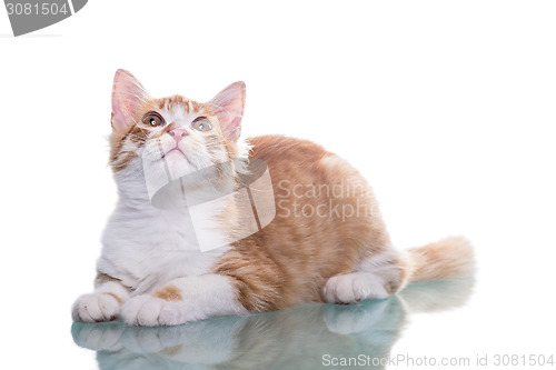 Image of Orange Kitten