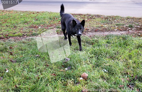 Image of wild dogs 