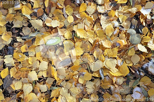 Image of Beautiful yellow birch 