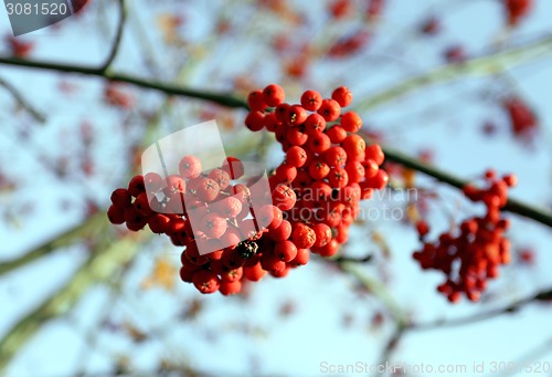 Image of Large red rowan 