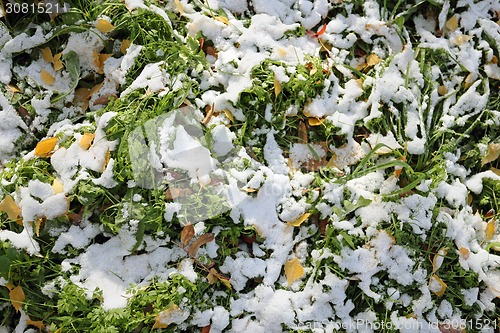 Image of Green lawn grass 
