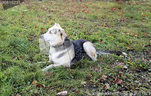 Image of wild dogs 