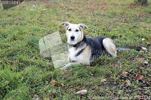 Image of wild dogs 