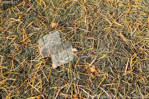 Image of Thin yellow leaves