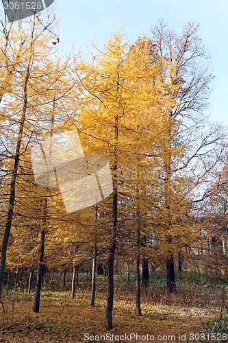 Image of autumn landscape 