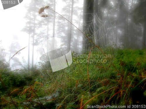 Image of Spiderweb after rain