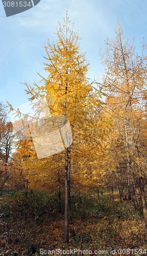 Image of autumn landscape 