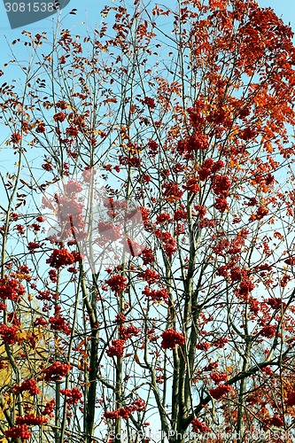 Image of Large red rowan 