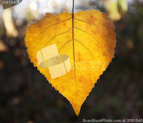 Image of Beautiful yellow birch 