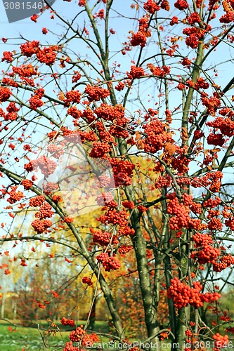 Image of Large red rowan 