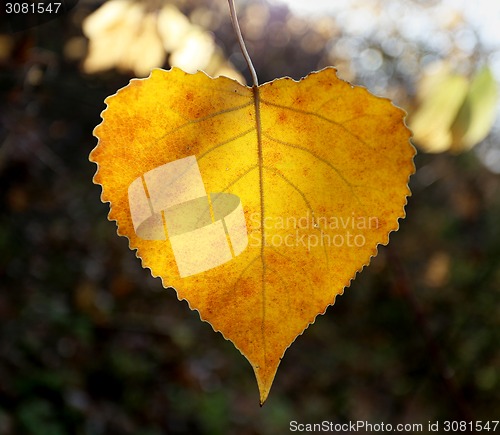 Image of Beautiful yellow birch 