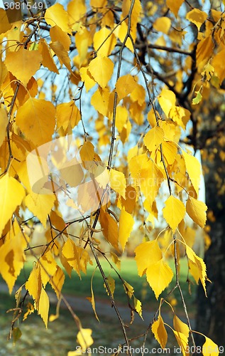 Image of Beautiful yellow birch 