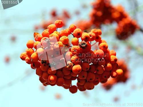 Image of Large red rowan 