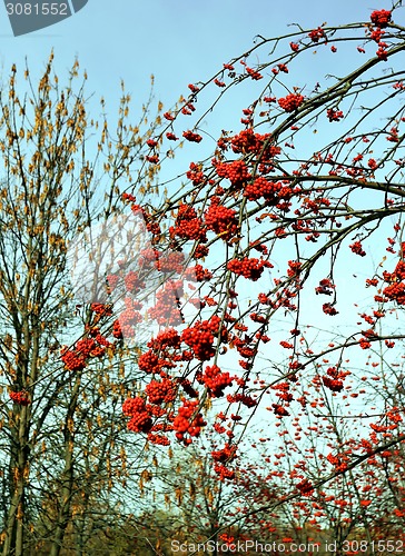 Image of Large red rowan 