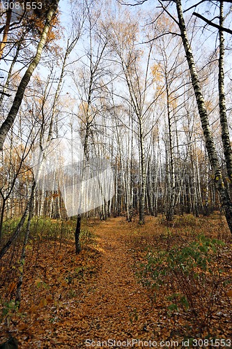 Image of autumn landscape 