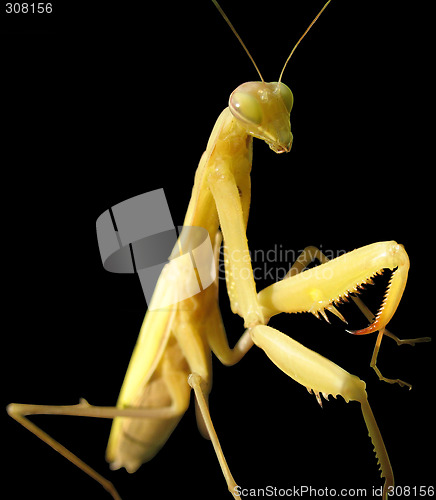 Image of Mantis religiosa Isolated on black