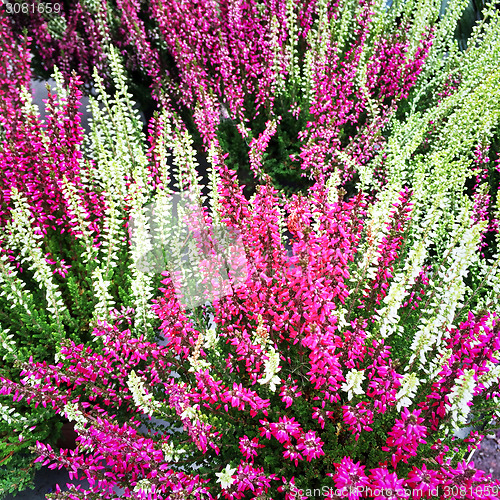 Image of Colorful blooming heather
