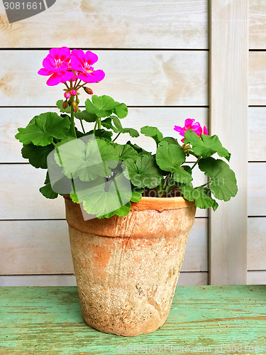 Image of Blooming geranium in old clay pot