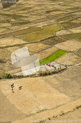 Image of Fields in Nepal