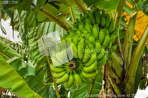 Image of Bananas on tree