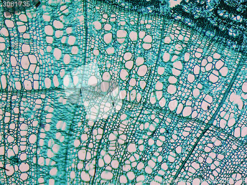 Image of Tilia stem micrograph