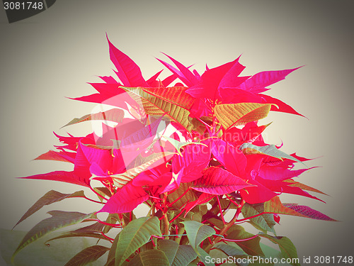 Image of Poinsettia Christmas star