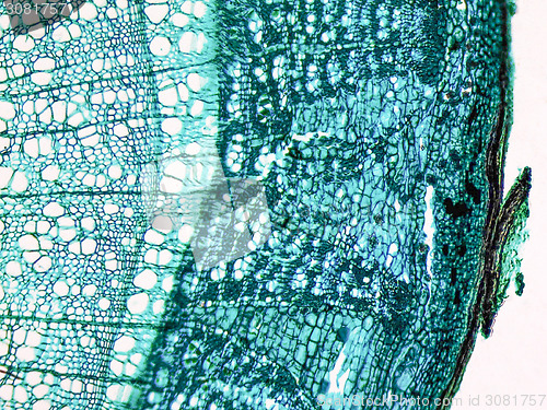 Image of Tilia stem micrograph