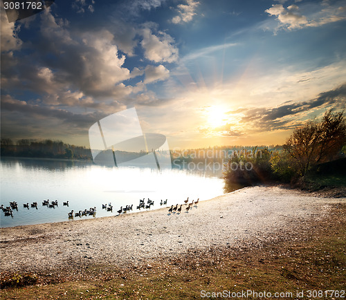 Image of Geese in lake