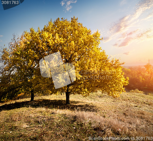 Image of Trees on hill