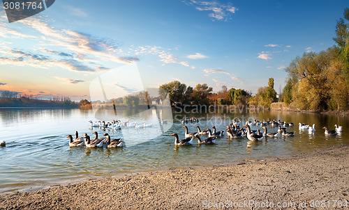 Image of Floating geese