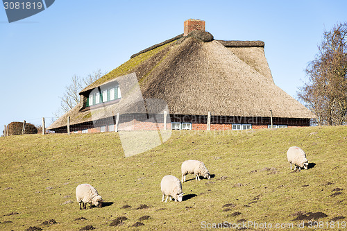 Image of Sheep and house with thatched roof