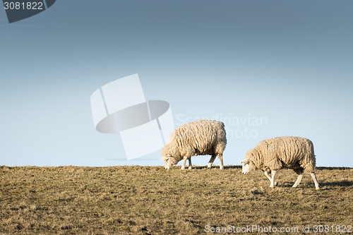 Image of Two sheep