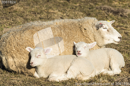 Image of Sheep with lambs