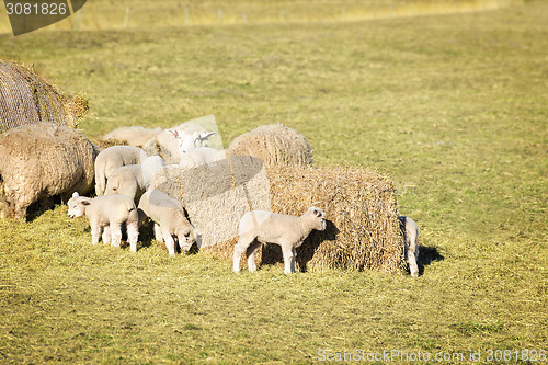 Image of Sheep with lambs