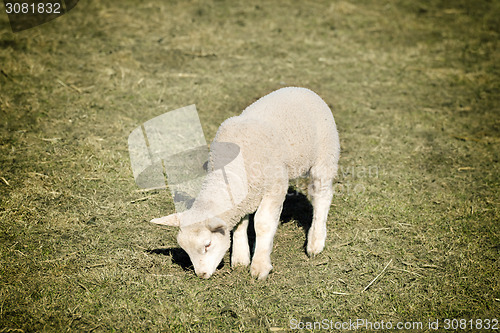 Image of lamb on meadow