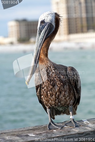 Image of Clearwater Beach Florida Pelican