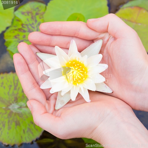 Image of Woman hands holding lotus flower