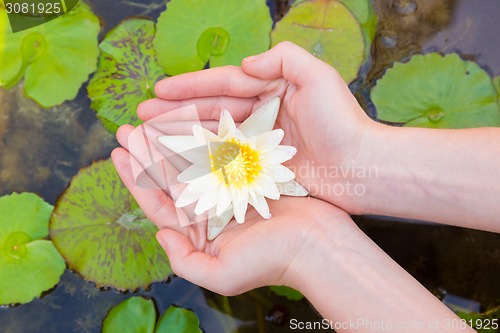 Image of Woman hands holding lotus flower