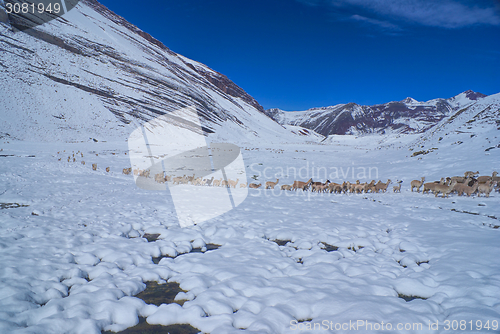 Image of Herd of Llamas in Andes