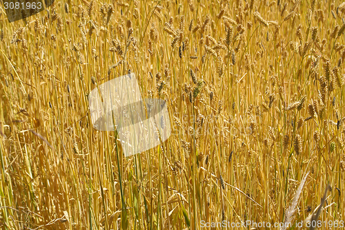 Image of Grain