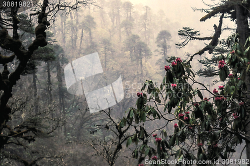 Image of Rhododendron in forest