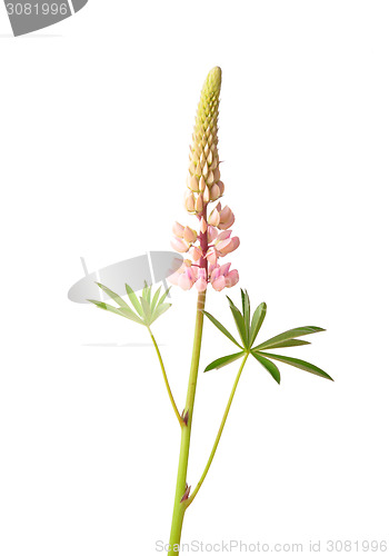 Image of Large-leaved lupine (Lupinus polyphyllus)