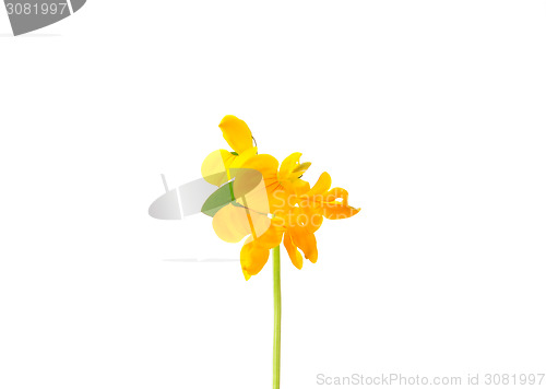 Image of Birds-foot-trefoil (Lotus corniculatus)