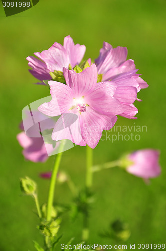 Image of Mallow flower