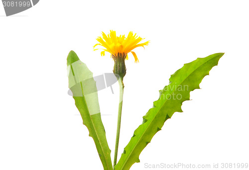 Image of Rough hawkbit (Leontodon hispidus)