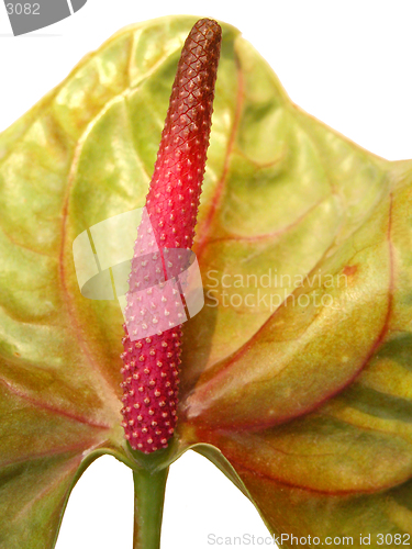 Image of Close up of a anthurium pistil