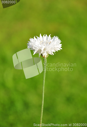 Image of Garden cornflower