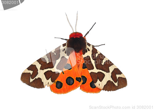 Image of Garden tiger moth (Arctia caja)